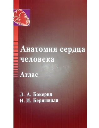 Антомия сердца человека
