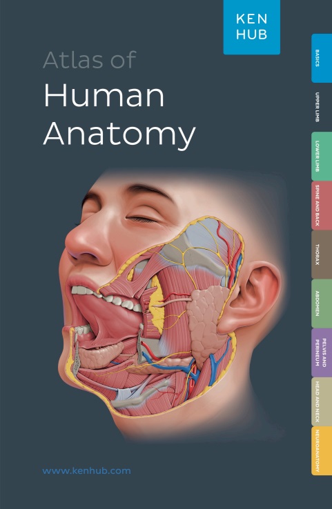 Atlas of human anatomy