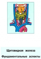 Щитовидная железа. Фундаментальные аспекты