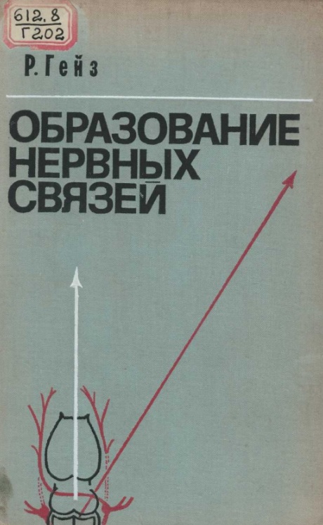 Образование нервных связей