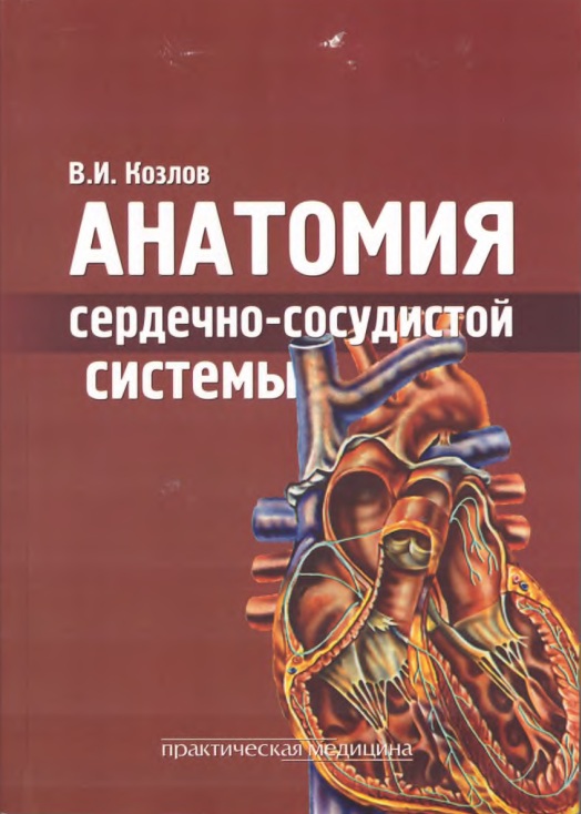 Анатомия сердечно-сосудистой системы