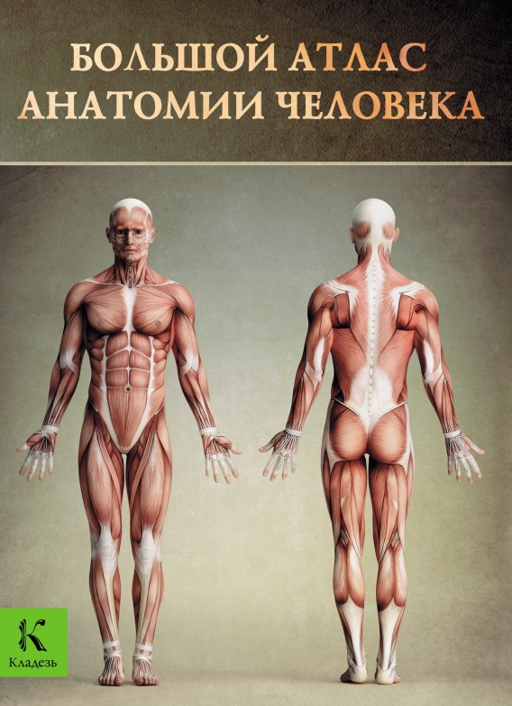 Большой атлас анатомии человека