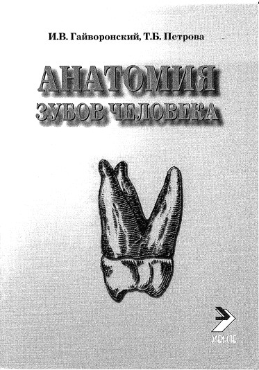 Анатомия зубов человека