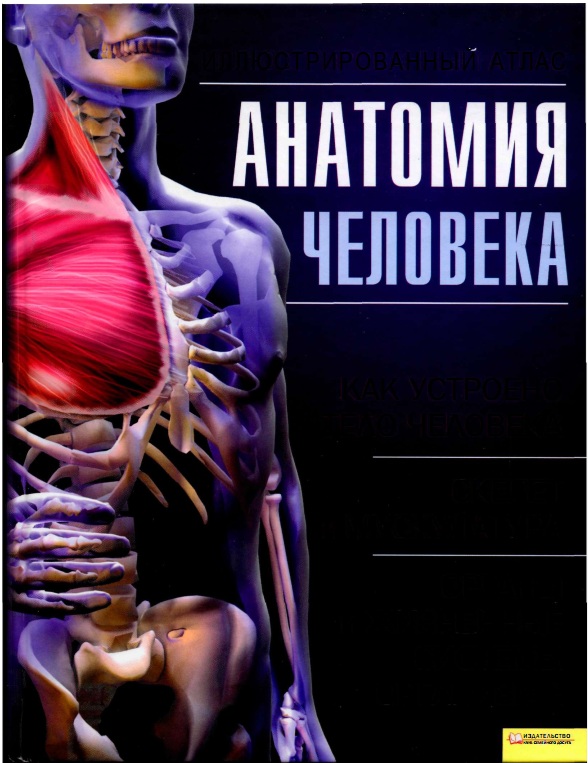 Анатомия человека иллиюстрированный атлас