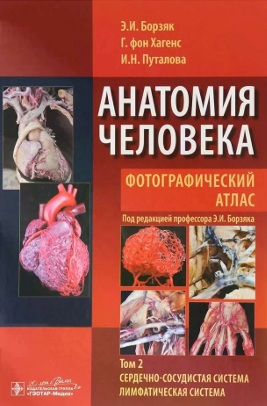 Анатомия человека