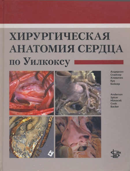 Хирургическая анатомия сердца по Уилкоксу