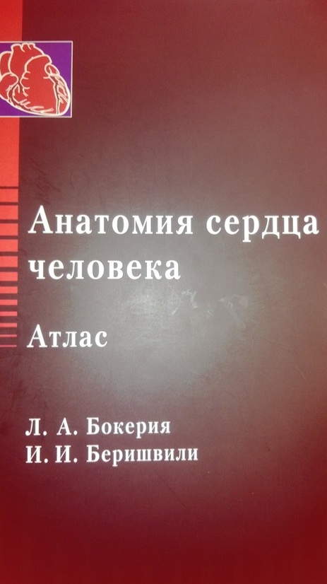 Анатомия сердца человека