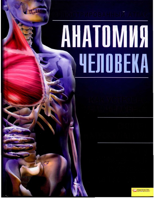Анатомия человека