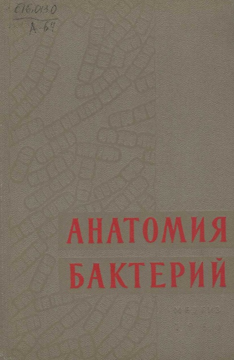 Анатомия бактерий