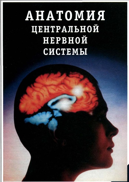 Анатомия центральной нервной системы